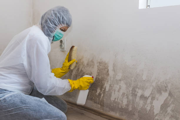 Best Attic Mold Removal  in Rome City, IN