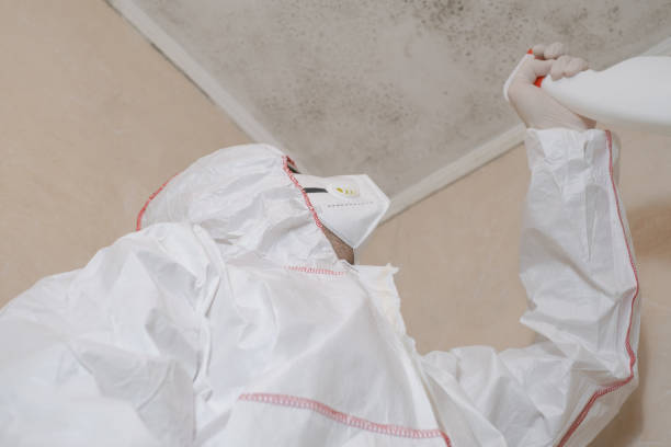 Best Office Mold Removal Services  in Rome City, IN