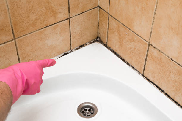 Best Fast Mold Removal  in Rome City, IN