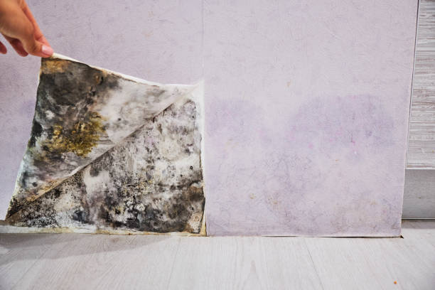 Rome City, IN Mold Removal Company